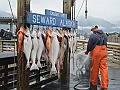 Alaska Wildlife-58